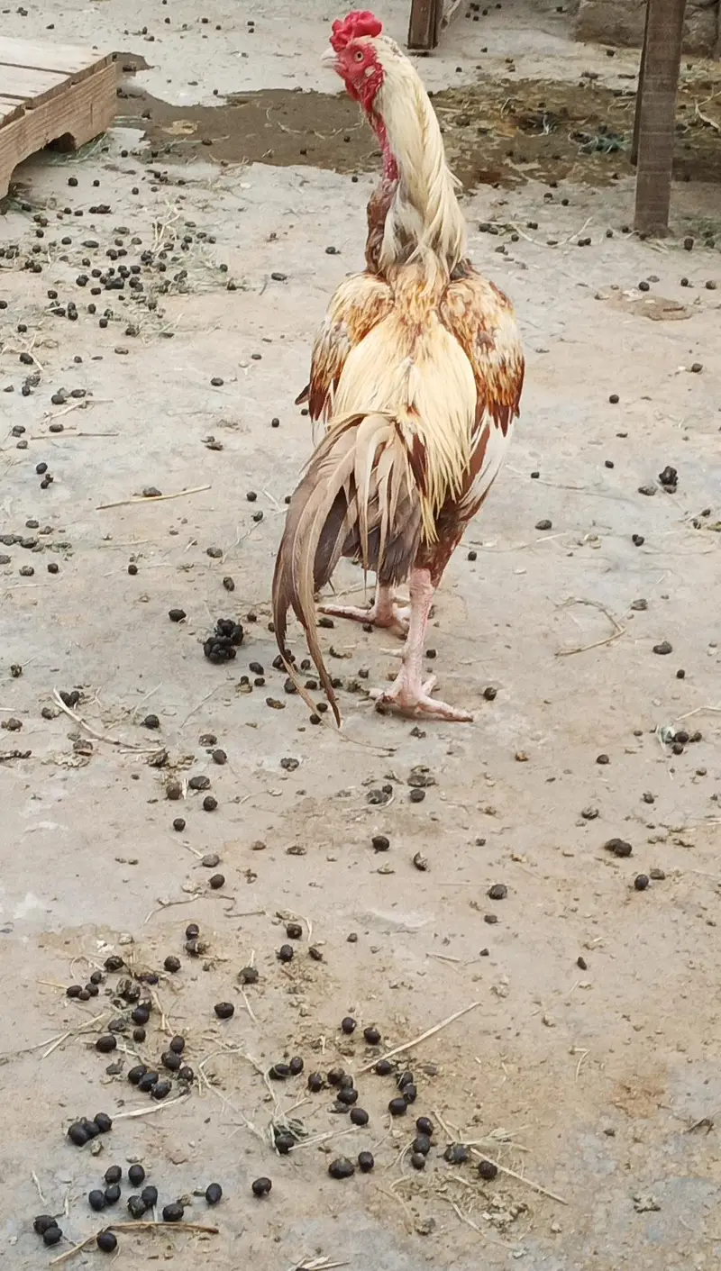 Mianwali aseel for sale — photo 8