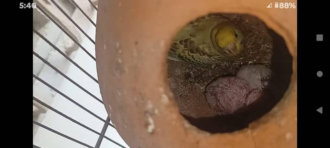 Australian parrot mutation