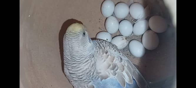 Australian parrot mutations