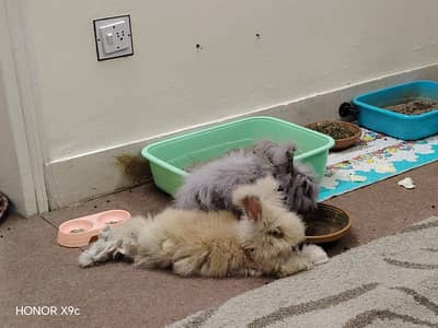 pair of ready bear dharf rabbit