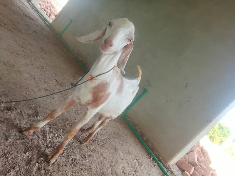 Goats for Sale | 23–34 KG Live Weight | Fully Vaccinated 1