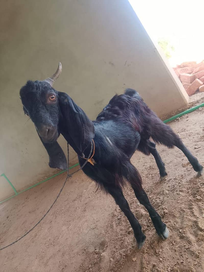 Goats for Sale | 23–34 KG Live Weight | Fully Vaccinated 2