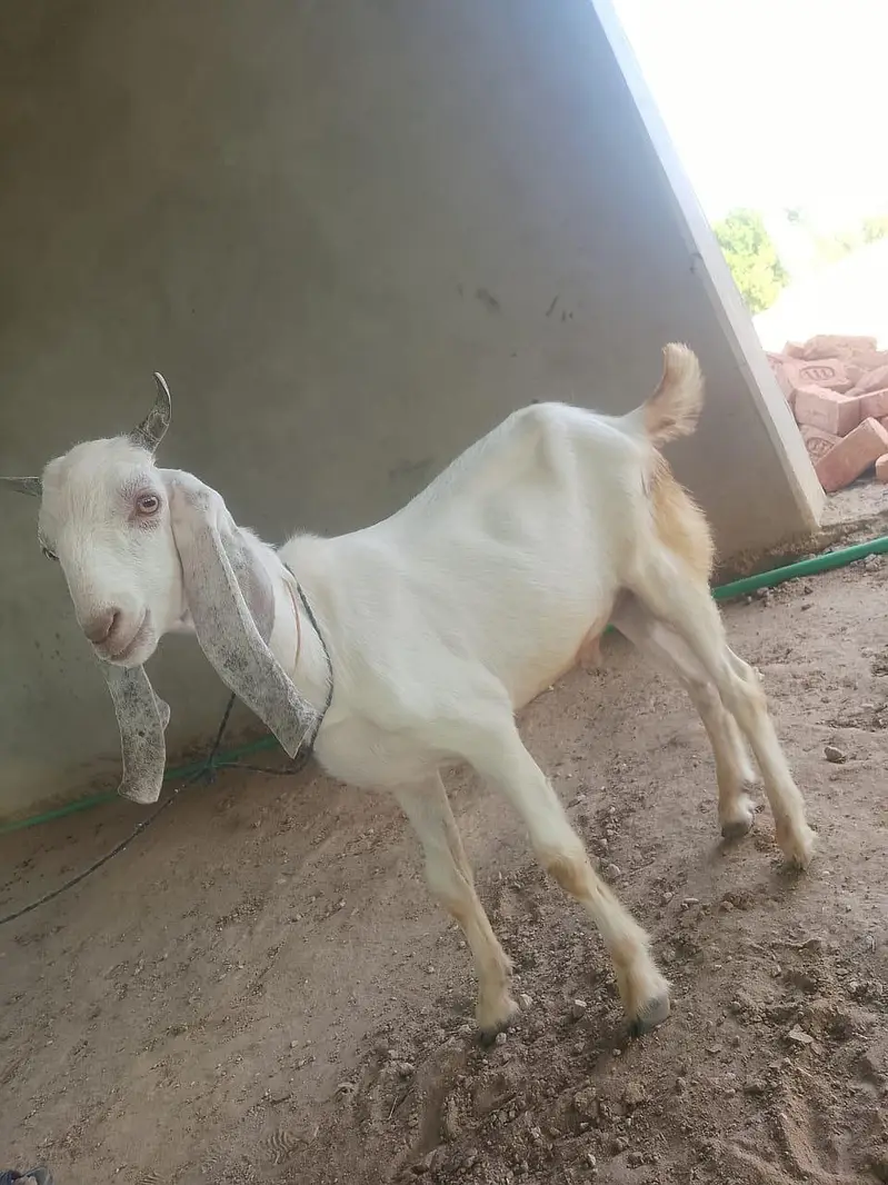 Goats for Sale | 23–34 KG Live Weight | Fully Vaccinated — photo 5