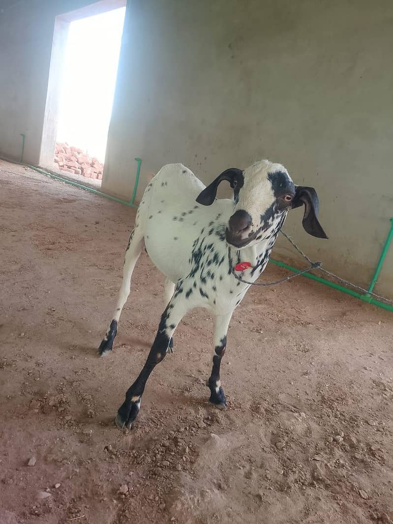 Goats for Sale | 23–34 KG Live Weight | Fully Vaccinated 6
