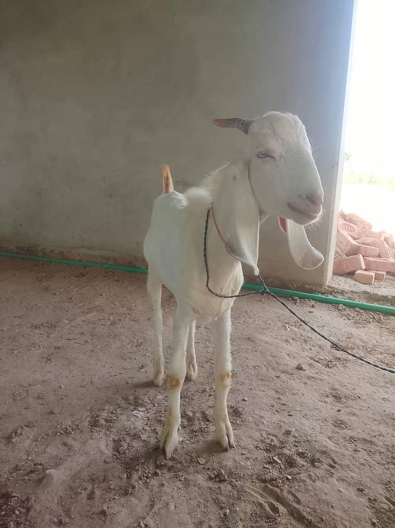 Goats for Sale | 23–34 KG Live Weight | Fully Vaccinated 7
