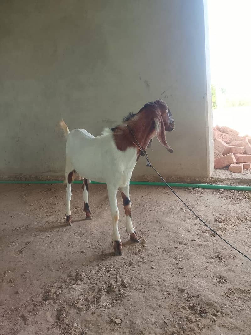 Goats for Sale | 23–34 KG Live Weight | Fully Vaccinated 8