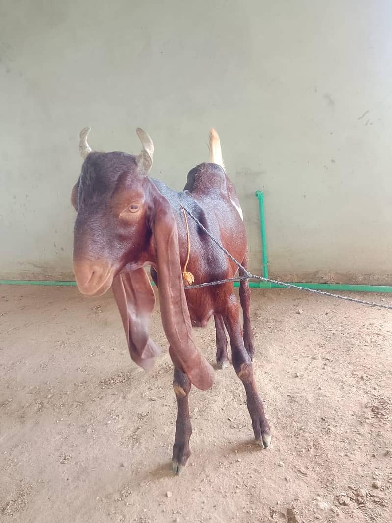 Goats for Sale | 23–34 KG Live Weight | Fully Vaccinated 10