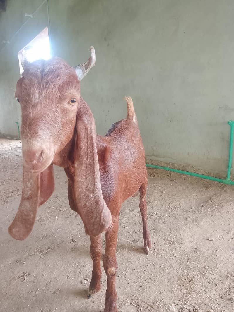 Goats for Sale | 23–34 KG Live Weight | Fully Vaccinated 11