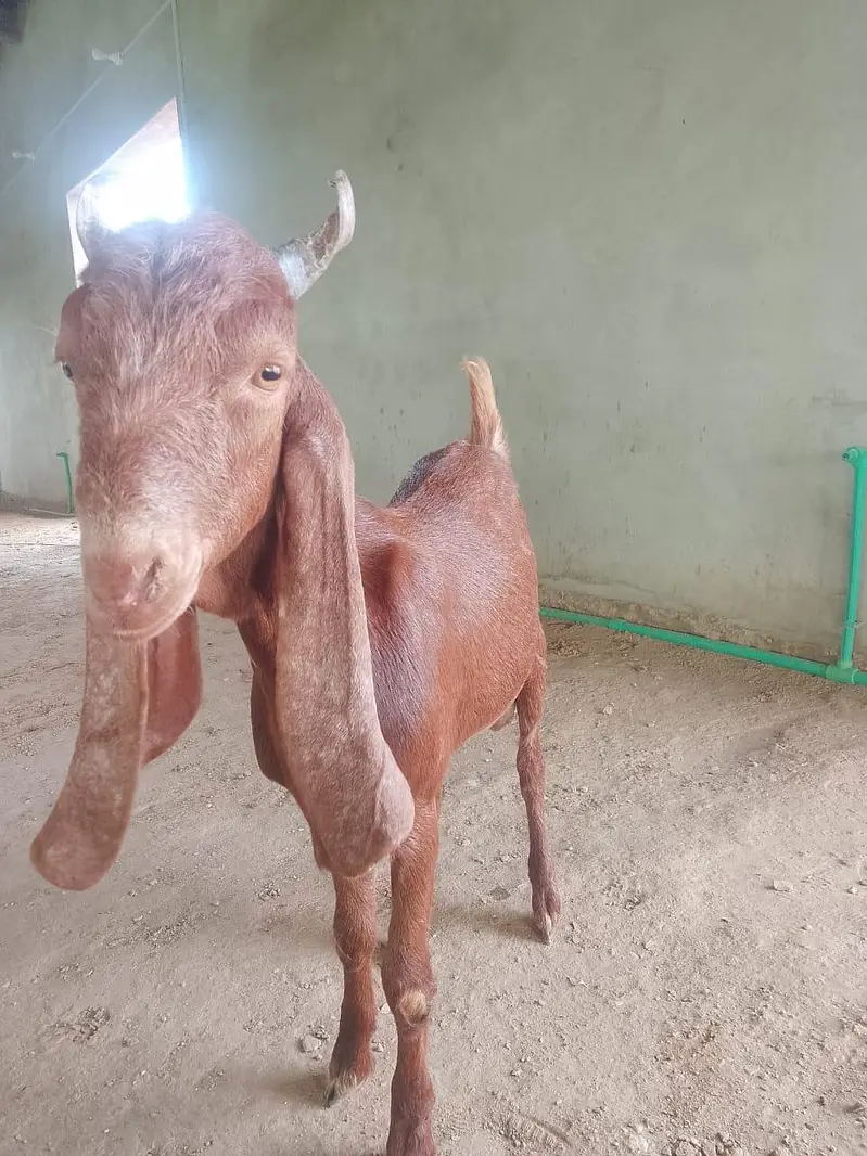 Goats for Sale | 23–34 KG Live Weight | Fully Vaccinated — photo 12