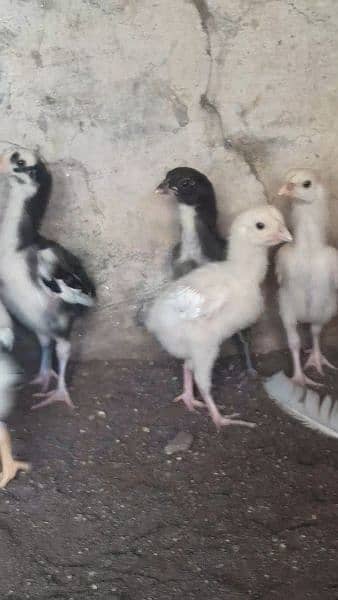 Heera mushka aseel or white shamo chicks