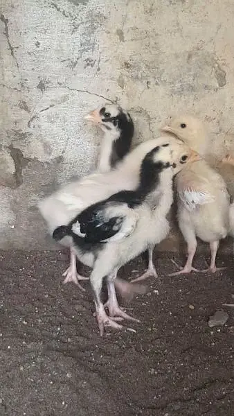 Heera mushka aseel or white shamo chicks — photo 2