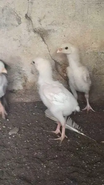 Heera mushka aseel or white shamo chicks — photo 3