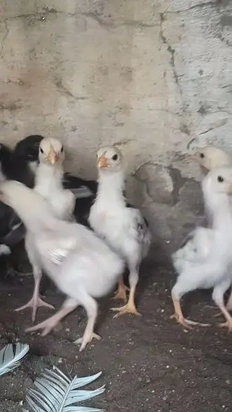Heera mushka aseel or white shamo chicks — photo 4