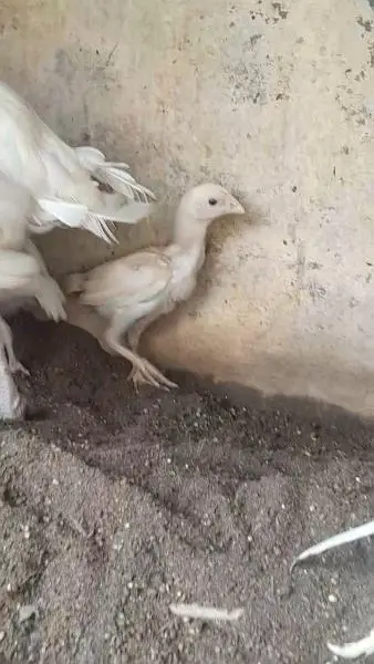 Heera mushka aseel or white shamo chicks — photo 5