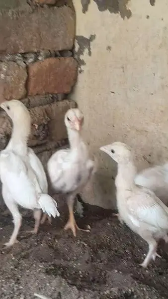 Heera mushka aseel or white shamo chicks — photo 6