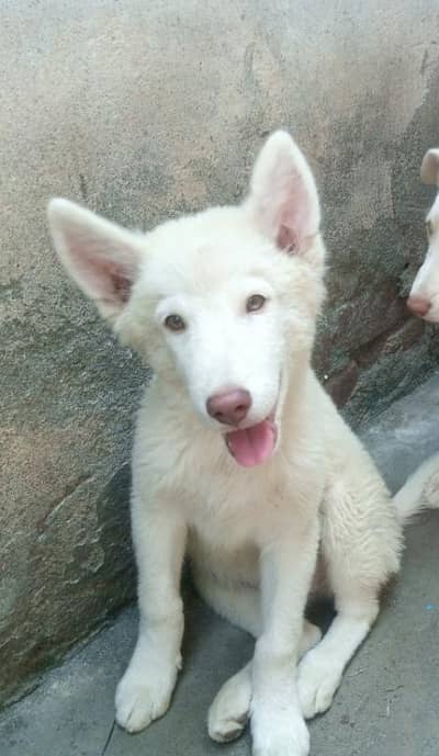 dog for Sale