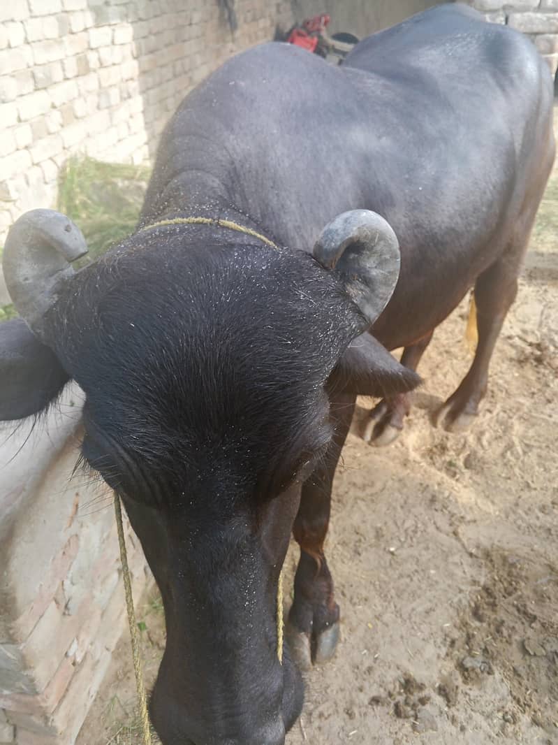beffalo 1