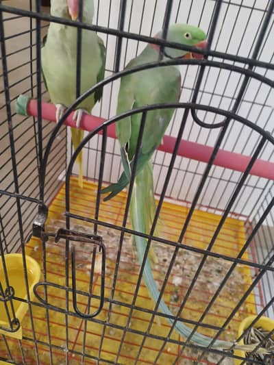 Raw Breeder pair