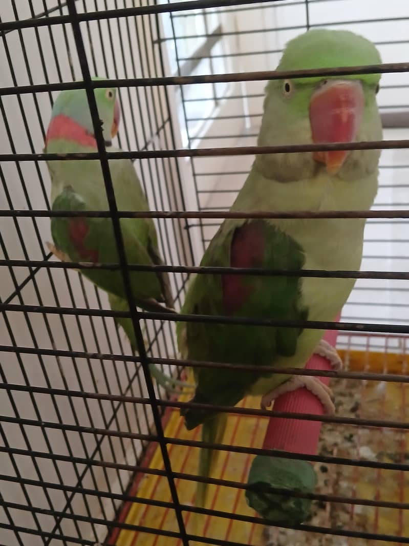 Raw Breeder pair 1