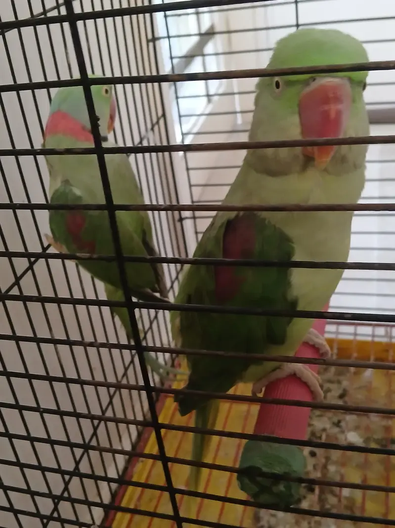 Raw Breeder pair — photo 2