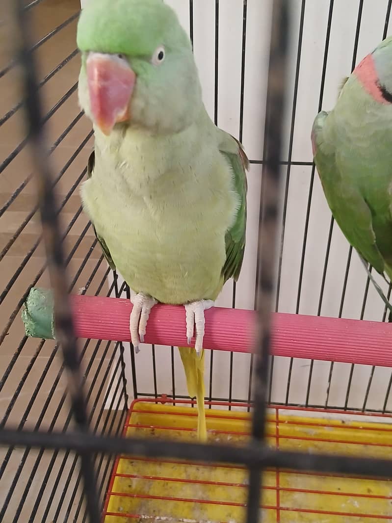 Raw Breeder pair 4