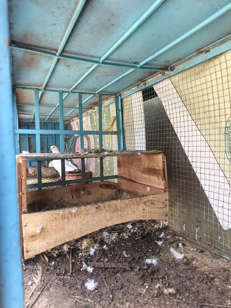 birds cages for sale     contact on whatsapp — photo 3