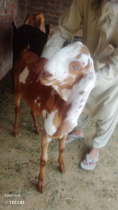 Beetal Goats