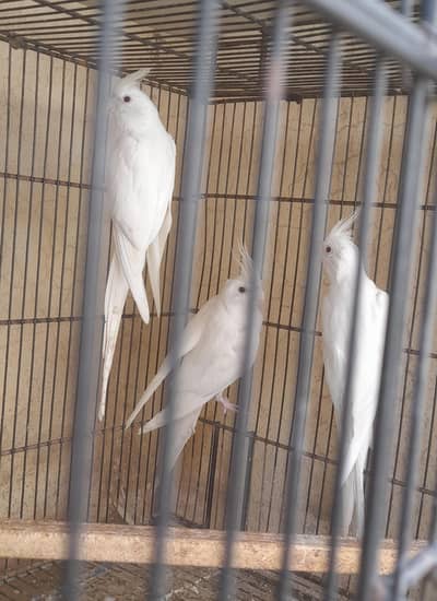 3breder cocktail sale location multan just Birds lover hi rabita karin