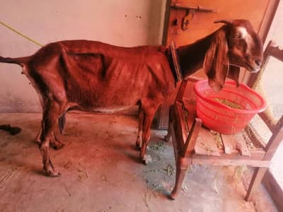 ghr ki bakri hn 8 dant hn active hn sab koch khati hn