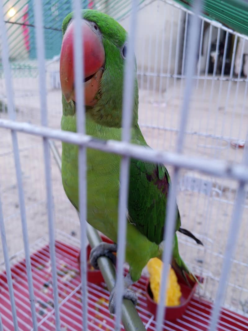 talking parrot 0