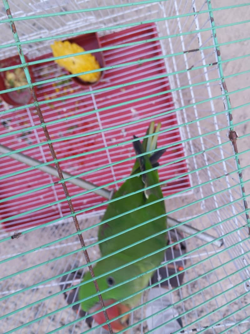 talking parrot 1