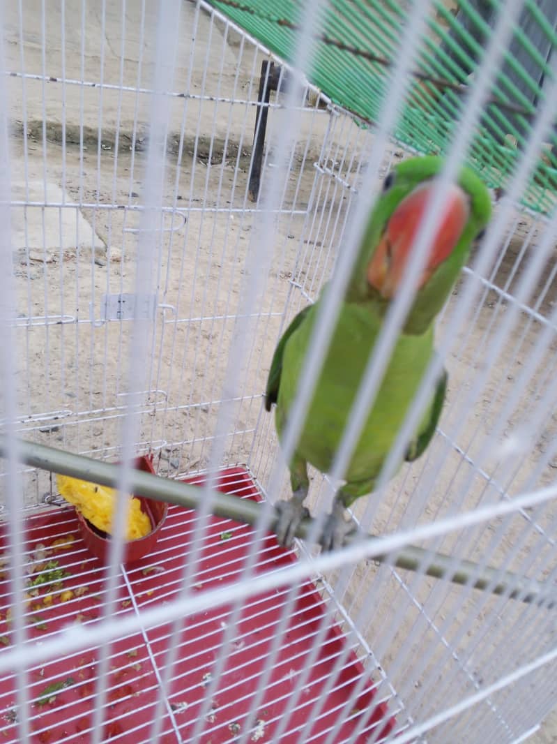 talking parrot 2