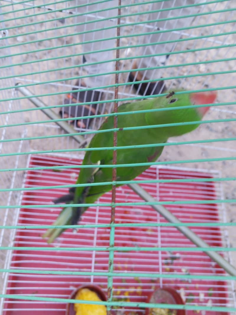 talking parrot 3