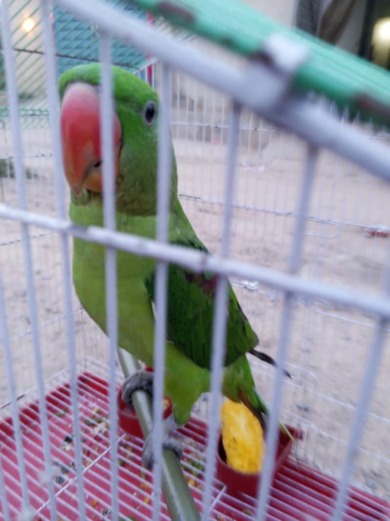 talking parrot 4