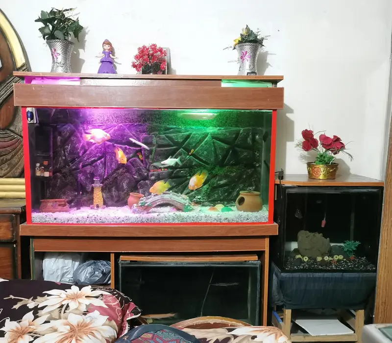 Gloden albino arowana santaa parrot chana fish