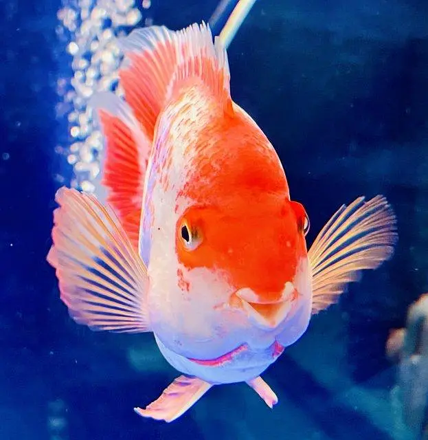 Gloden albino arowana santaa parrot chana fish — photo 2