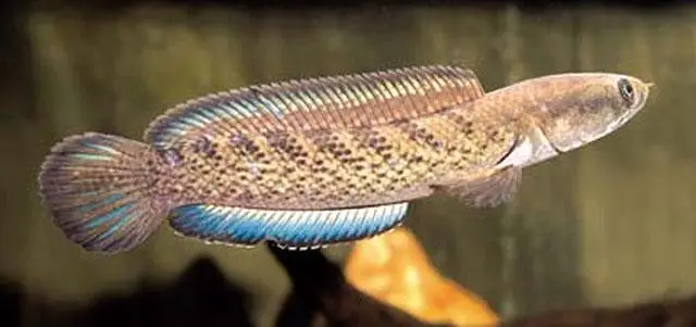 Gloden albino arowana santaa parrot chana fish — photo 3