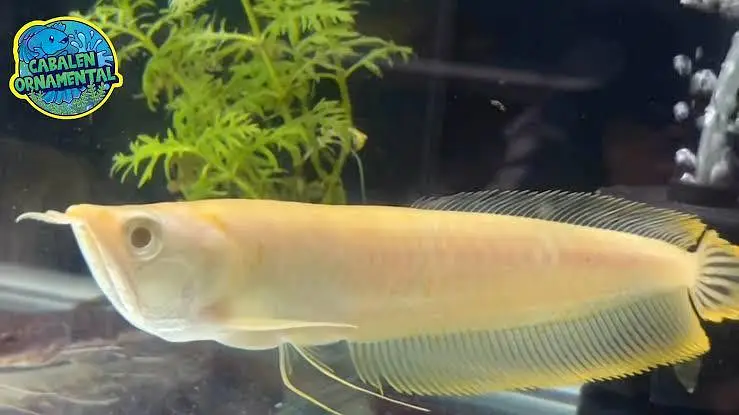 Gloden albino arowana santaa parrot chana fish — photo 4