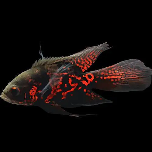 Gloden albino arowana santaa parrot chana fish — photo 5