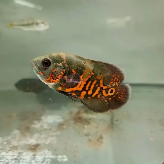 Gloden albino arowana santaa parrot chana fish — photo 6