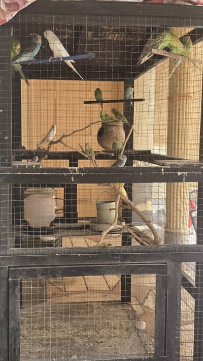 budgies with cage