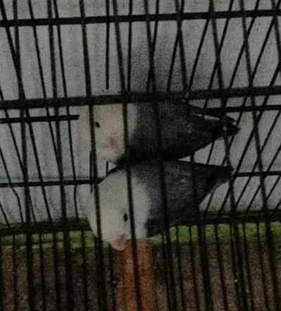 parrot