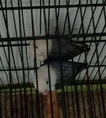 parrot 0