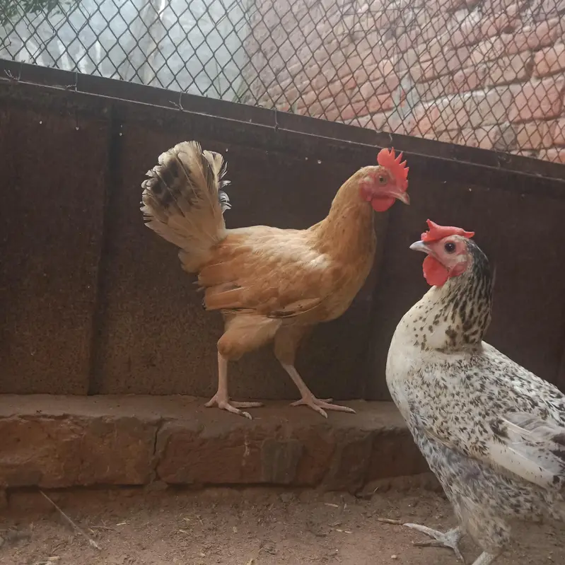 andaye deti ha i 1300 ki aik ha — photo 4
