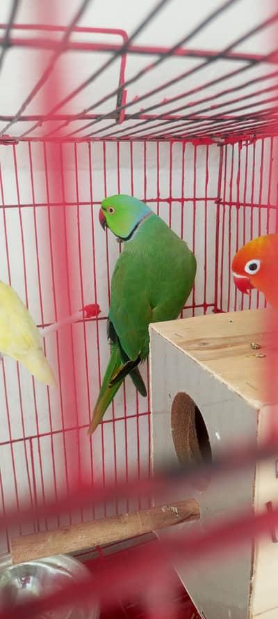 raw parrot full active breed ka lia