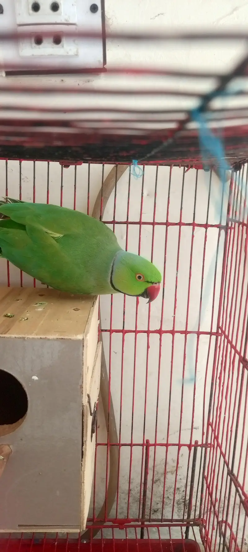raw parrot full active breed ka lia — photo 2