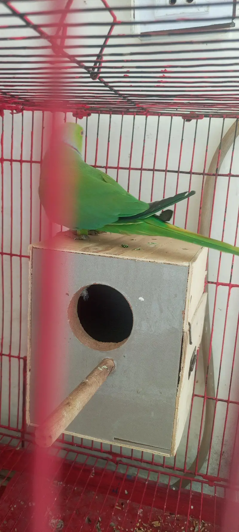 raw parrot full active breed ka lia — photo 3
