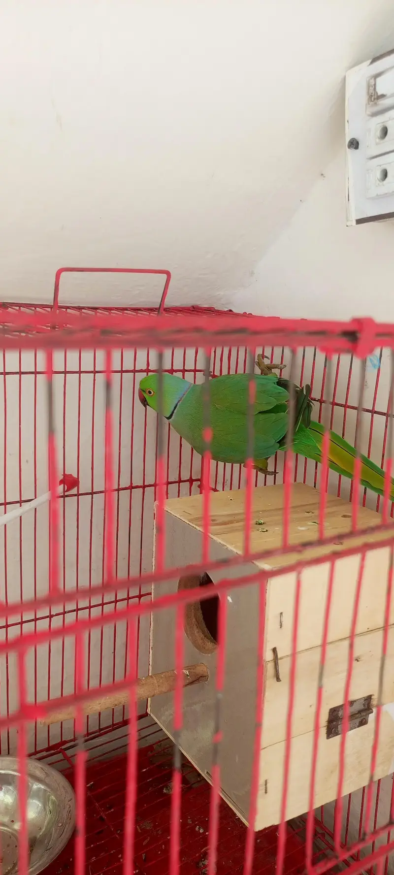 raw parrot full active breed ka lia — photo 4