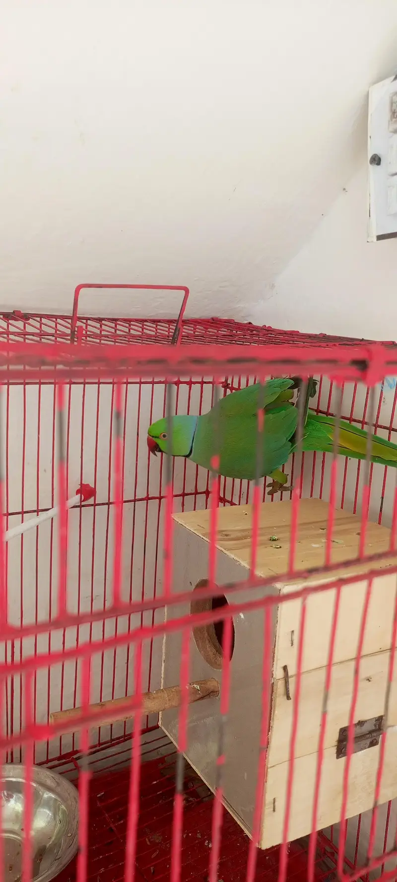 raw parrot full active breed ka lia — photo 5