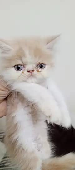 Cats | Kittens | Billi | Tripple coat kitten | picke face cate for sal